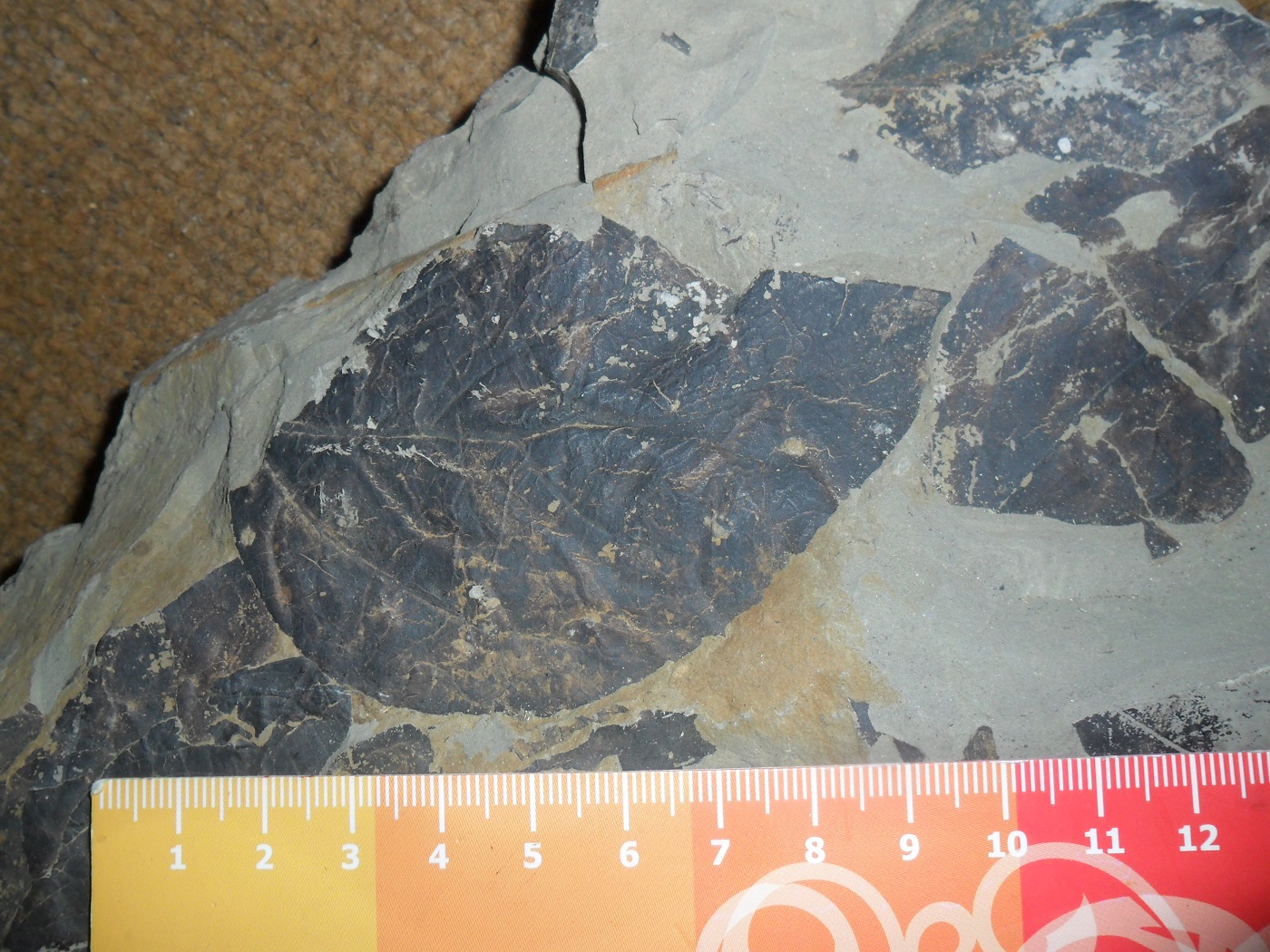 Formación Curanilahue Museo de Historia Natural de Concepción